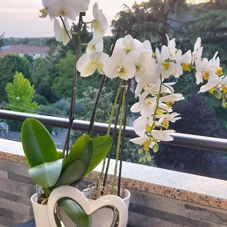 בית הארחה Alloggio Orchidea גוריציה