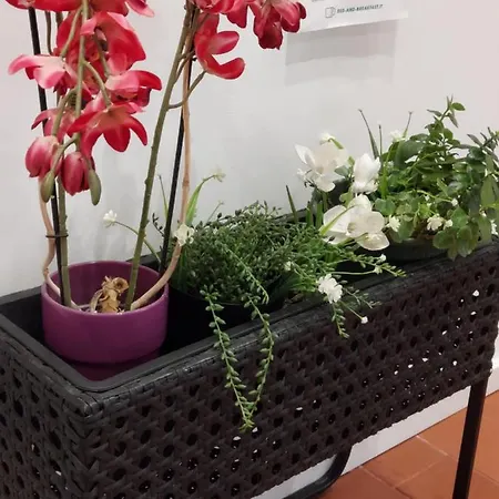 Alloggio Orchidea * גוריציה